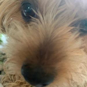 Meet your Posher, Ym